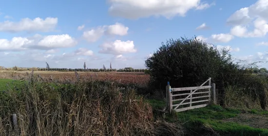 A field in the Ooijpolder