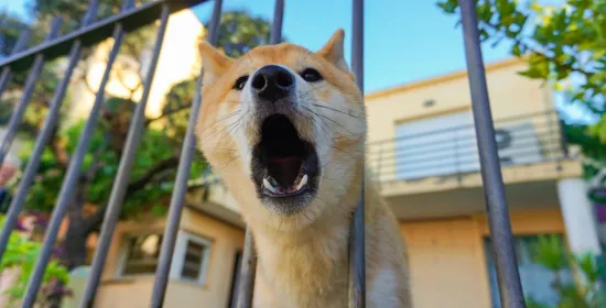 Blaffende hond bij een hek