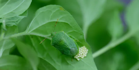 Foto van schildwants op een groen blad