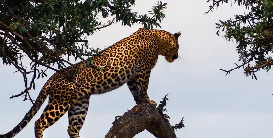 Mathematical Secrets of Nature’s Beauty