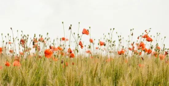 Het Living Lab probeert natuur en landbouw samen te brengen
