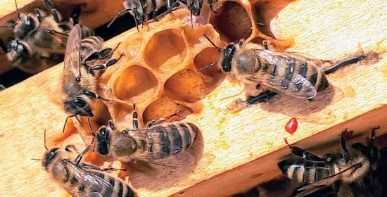 Bijen als inspiratiebron voor betere hoorimplantaten