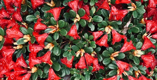 It’s a red & green world