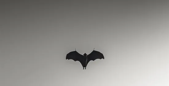Echolocating and learning new sounds – bats can do it, and so can you!