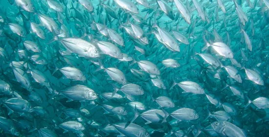 Do fish suffer from oxygen starvation?