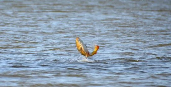 Klimaatverandering beperken maakt veel verschil voor zoetwatervis