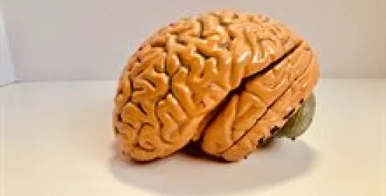 Brain basics: Welke soorten cellen zijn er in je brein?