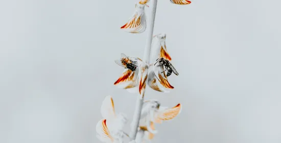 'Insecten hebben onze hulp nodig, en wel meteen'