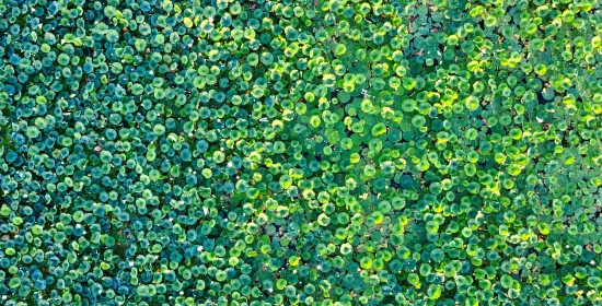 Drijvende plantjes zuiveren afvalwater het beste