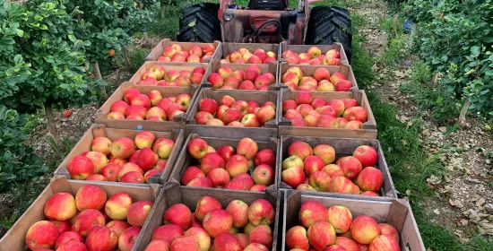 Why an apple, appel or Apfel comes before or after the verb