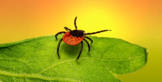 Vaker aanhoudende klachten na ziekte van Lyme
