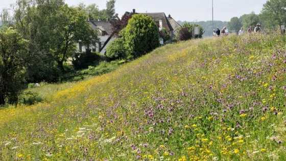 Duin met sterke soortenrijke grasbekleding