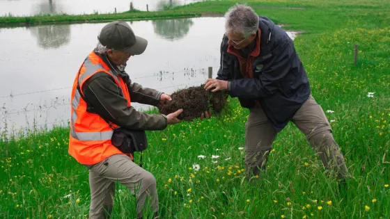 Hans de Kroon (r) en Cyriel Liebrand testen de wortelmat van een bloemrijke dijk