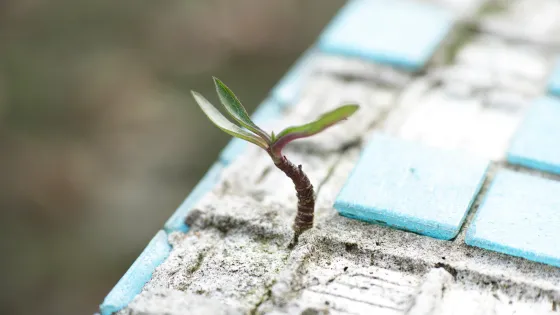 Plantje groeit tussen steen