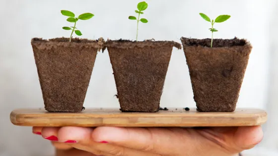 groene ontspruitende plantjes
