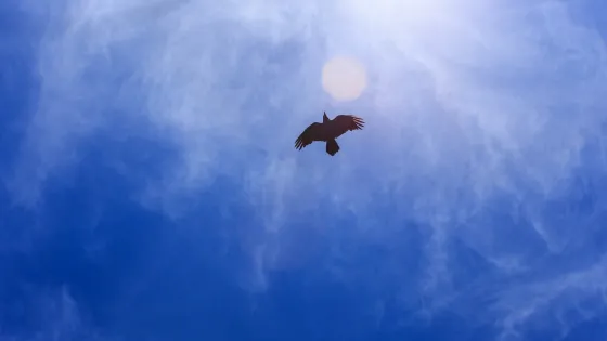 Een vogel vliegt in de blauwe lucht