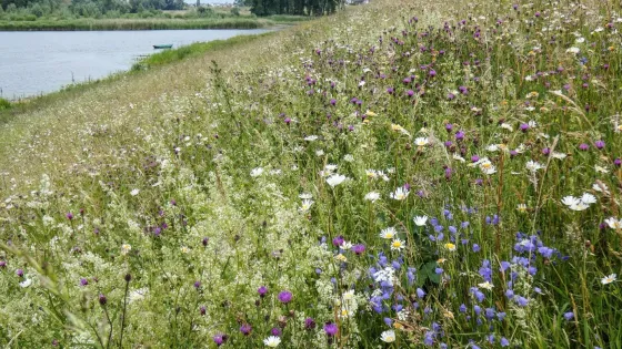 Bloemrijke dijk