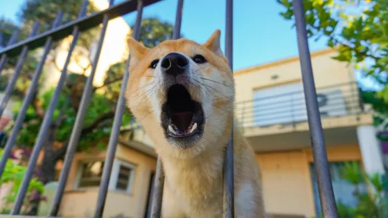 Blaffende hond bij een hek