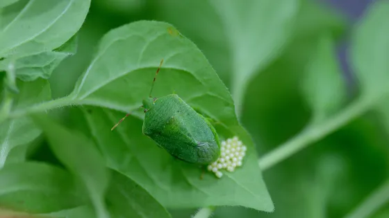 Foto van schildwants op een groen blad