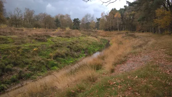 Photo of a ditch in an autumn landscape with trees and grass