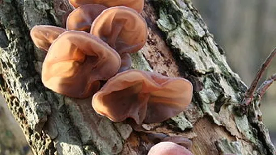 Zeven eeuwen Nederlandse namen voor paddenstoelen