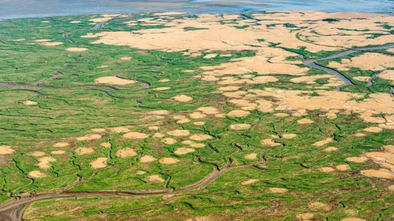 Moerasplanten blijken uitblinkers in CO2-opslag