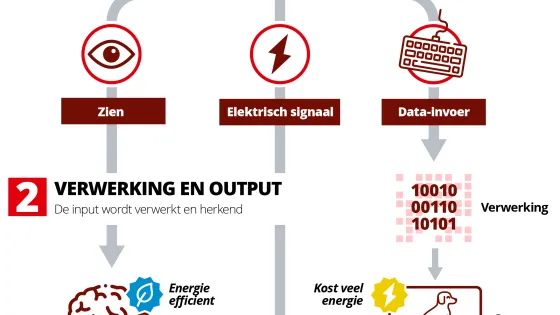 Op weg naar een quantumbrein