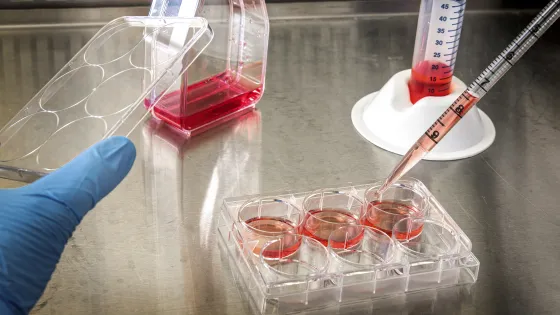 Cellen kweken op synthetische PIC-gel kan miljoenen muizen schelen