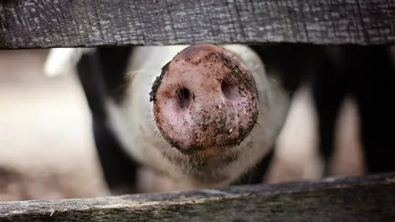 Nieuwe bacterie blijkt efficiënte luchtzuiveraar in extreem zure omgeving